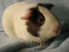 guinea pig - Juliette1.jpg (14852 bytes)