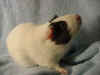 guinea pig - Juliette2.jpg (13867 bytes)