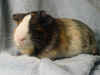 guinea pig - Romeo1.jpg (17518 bytes)