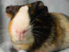 guinea pig - Romeo2.jpg (13656 bytes)