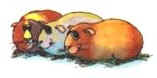 Drawing of 3 fat and happy, quite full-grown guinea pigs